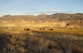 Cattle Grazing Ranch Livestock Farm Animals Western Mountain Lan