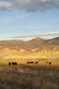 Cattle Grazing Ranch Livestock Farm Animals Western Mountain Lan