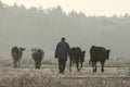 Cattle grazing in savannas, steppes and wastelands Royalty Free Stock Photo