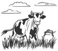 Cattle grazing. silhouette of a cow grazing in the meadow. can of fresh steam. milk stands on the grass Royalty Free Stock Photo