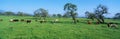 Cattle grazing in a spring field Royalty Free Stock Photo