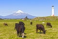 Cattle Grazing, Taranaki, New Zealand Royalty Free Stock Photo