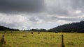 Cattle Grazing Under Storm Clouds Royalty Free Stock Photo