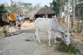 Cattle grazing in village Kumrokhali, India