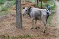 Cattle grazing in Kumrokhali, West Bengal, India