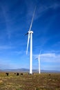 Cattle Grazing on a Wind Farm