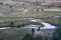 Cattle Grazing beside a Winding Stream