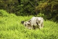 Cattle Grazing Royalty Free Stock Photo