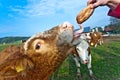 Cattle on green meadow are feeded Royalty Free Stock Photo