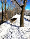 Cattle guard dog enjoying a snowy day Royalty Free Stock Photo