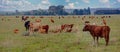 Cattle heard on a meadow