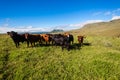 Cattle Heifers Mountains Green Blue Royalty Free Stock Photo