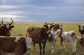 Cattle herd Royalty Free Stock Photo