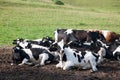 Cattle herd Royalty Free Stock Photo