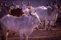 cattle herd in the corral,indian cow group in yard,indian cows in Cow Farm,farming and animal husbandry concept,milk production Royalty Free Stock Photo