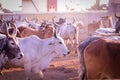 cattle herd in the corral,indian cow group in yard,indian cows in Cow Farm,farming and animal husbandry concept,milk production Royalty Free Stock Photo