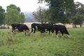 Cattle. herd of cows grazing in a field, farm, or farmland Royalty Free Stock Photo