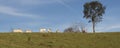 Cattle herd on the farm Royalty Free Stock Photo