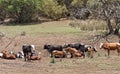 Cattle herd on a farm near Rustenburg, South Africa Royalty Free Stock Photo