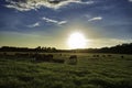 Cattle herd at feed troughs in shadow