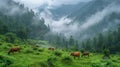 Cattle Herd Grazing on Green Hillside Royalty Free Stock Photo