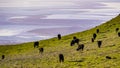 Cattle herd grazing on a pasture on the hills of South San Francisco Bay Area; salt ponds visible in the background; Cattle herds