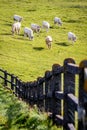 Cattle herd on green fields walking at sunny summer day Royalty Free Stock Photo