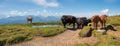 Cattle herd at Niederhorn mountain trail, swiss alps panorama