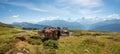 Cattle herd at Niederhorn mountain trail, swiss alps panorama