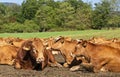 Cattle herd in a pasture