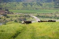 Cattle herd on a pasture up in the hills; valley with agricultural fields and the highway in the background, south San Francisco