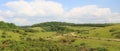 Cattle herd in the purbeck hills Royalty Free Stock Photo