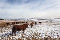 Cattle Herd Snow Mountains Royalty Free Stock Photo