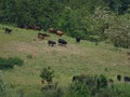 Cattle herd spotted on a meadow in the Kraichgau region near Heidelberg