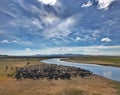 Cattle herd in the steppe of Mongolia Royalty Free Stock Photo