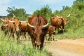 Cattle Herd Walking