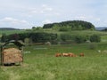 Cattle herd on a willow with a hay wain cart . Scenic agriculture landscape with fodder and hay feeder for cows on grass . Eifel