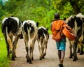 Cattle Herding near Fort Portal, Uganda Royalty Free Stock Photo