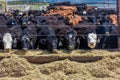 Cattle - Hereford eating hay in cattle feedlot, La Salle, Utah