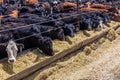 Cattle - Hereford eating hay in cattle feedlot, La Salle, Utah Royalty Free Stock Photo