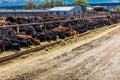 Cattle - Hereford eating hay in cattle feedlot, La Salle, Utah Royalty Free Stock Photo