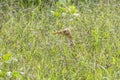 Cattle heron Ardea cinerea standing in a meadow. Looking for food in tall grass. The cattle heron is a long-legged predatory wadin Royalty Free Stock Photo