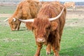 Scottish Highland Cattle