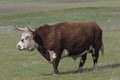 Cattle with Horns Full Body Portrait