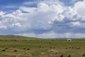 cattle, horses and ger in mongolian steppe Royalty Free Stock Photo