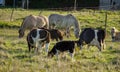 Cattle and horses grazing Royalty Free Stock Photo