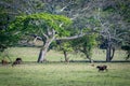 Cattle and horses grazing on ranch in rural countryside Royalty Free Stock Photo