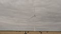 North Texas landscape with cattle and wind turbines