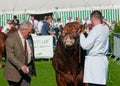 Cattle judging Royalty Free Stock Photo