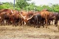 Cattle Royalty Free Stock Photo